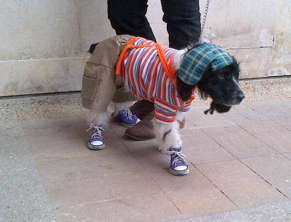 UbicaPet's tweet photo. Recordando al Chavo del 8, muy buen disfraz. http://t.co/fR25ceIQjY