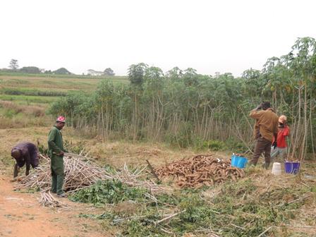 (IITA)CassavaWeedMgt (@cassavaweedmgt) on Twitter photo Pictures of final day at the Correct #cassava harvest in 5 factorial agronomy trials training with <a href="/Cassavaweedmgt/">(IITA)CassavaWeedMgt</a> Pictures of final day at the Correct #cassava harvest in 5 factorial agronomy trials training with <a href="/Cassavaweedmgt/">(IITA)CassavaWeedMgt</a>