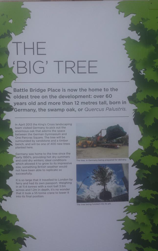 Edgillwhl's tweet photo. The oldest Tree in @kingscrossN1C #Stpancrassquare #kingsx #camden @camdentalking #Oak #Tree a great story http://t.co/buuEFZ9W0y