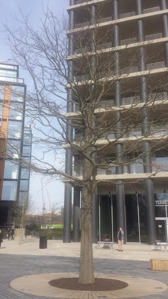 Edgillwhl's tweet photo. The oldest Tree in @kingscrossN1C #Stpancrassquare #kingsx #camden @camdentalking #Oak #Tree a great story http://t.co/buuEFZ9W0y