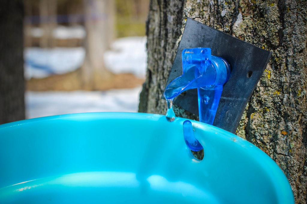 RobinsonsMaple's tweet photo. It's that time of year again. The sap is running and the snow is melting. Spring must be on its way! http://t.co/ywbD1CYMPw