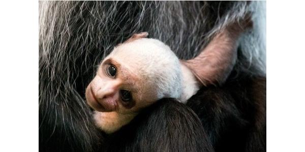monkeyarns tweet picture