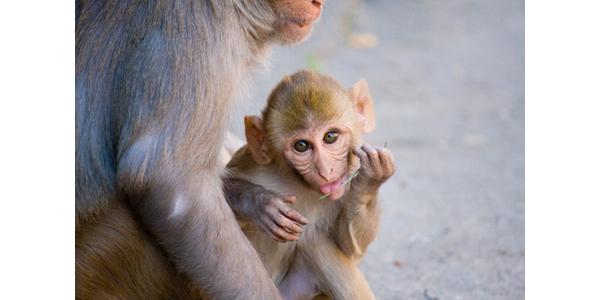monkeyarns tweet picture