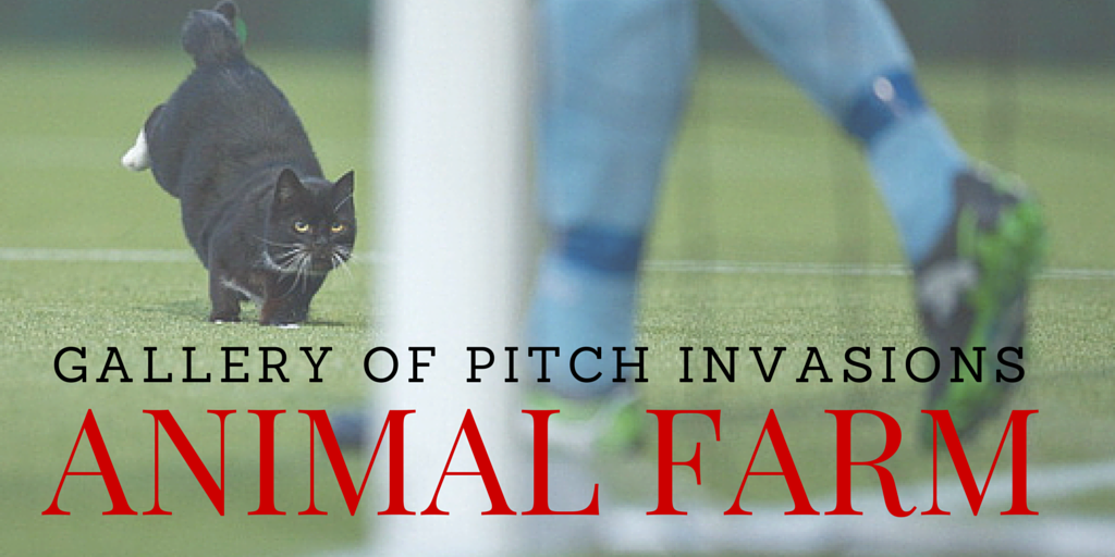 Switching_Play's tweet photo. ANIMAL FARM: Want to see dogs, cats, frogs &amp; such invading football pitches? Of course you do! http://t.co/rYq9no5Jt4 http://t.co/2pFq4XCIlG