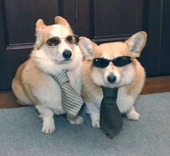 str8fan68's tweet photo. #Revenge Ralph &amp; Alice, Edward Grayson's 2 incontinent Corgis!  Victoria's Inheritance! http://t.co/N3sU7dmUW4