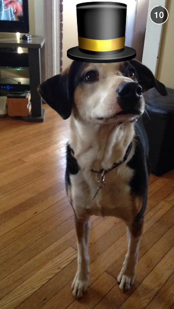 psa: dog for sale. names trooper loves cuddling. best offer.