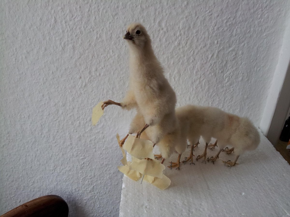 CaspersCreature's tweet image. Caterpillar chicken in progress #taxidermy