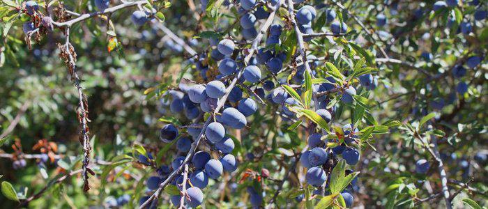 grupolanavarra's tweet image. ¿Cómo se elabora el #pacharán? buff.ly/1b1p2sr @PacharanNavarro via @GuiaRepsol