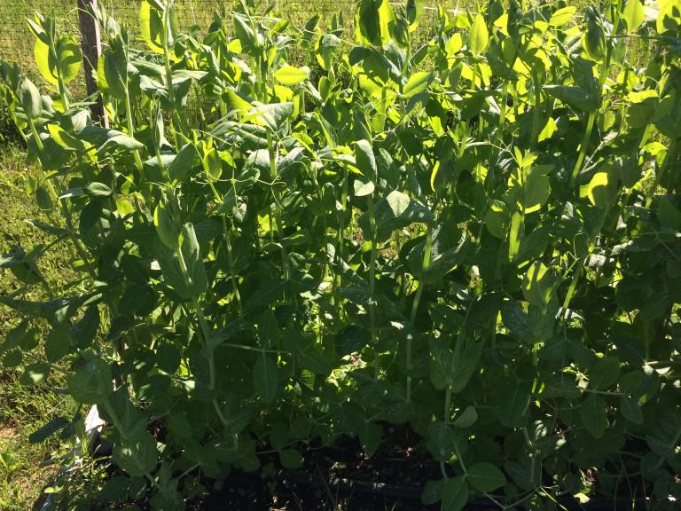 NeedhamFarm's tweet image. 9 days and counting. Time to start thinking about gardening. tinyurl.com/nxgjj63 #springisnear #familygardening