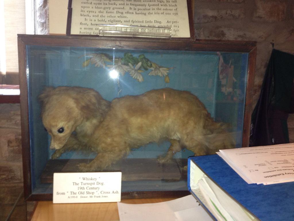 Mon_Heritage's tweet image. @PaoloViscardi talking about iconic artefacts #usingnatsci Whiskey the Turnspit dog.@LinkinCollWales @WelshMuseumsFed