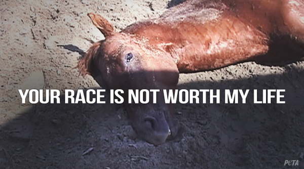 #GrandNational is intentionally treacherous. Every year horses suffer catastrophic injuries. independent.co.uk/voices/comment…
