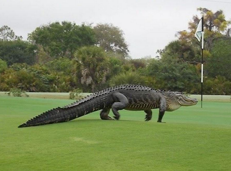 Cornbread tweet media