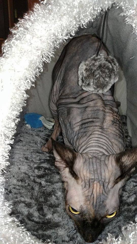 AOHAnimalRescue's tweet image. Naked girl #2 is a 10 yr old named Trixie! She's very active.