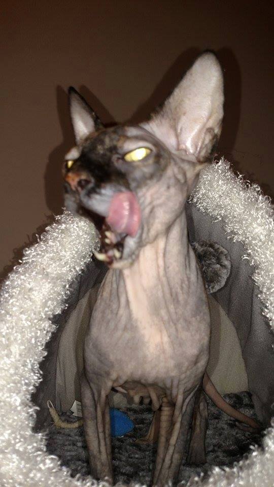 AOHAnimalRescue's tweet image. Better photo of Trixie