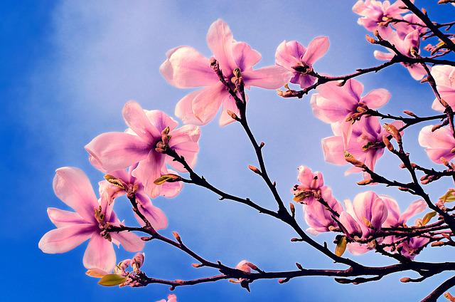 postify's tweet photo. When enjoying the beauty of spring, don't forget to share it with your loved ones too as real postcards! http://t.co/y5ELH2NDMR