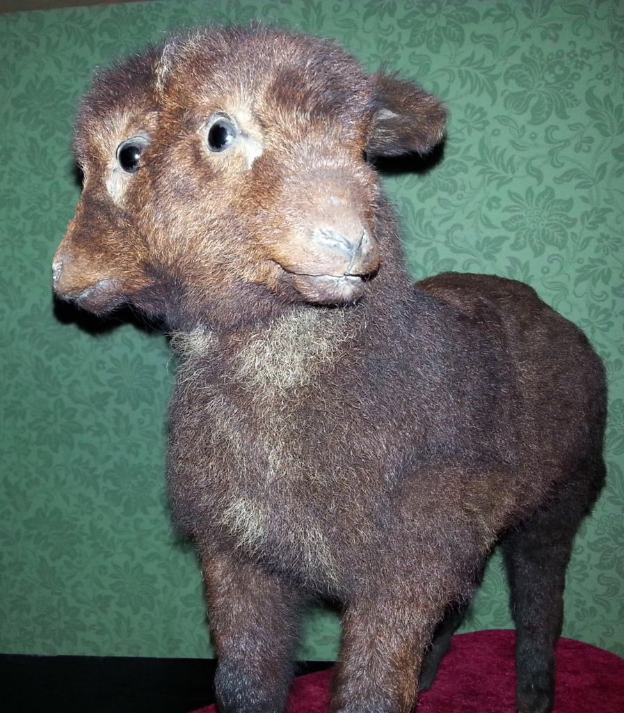 LifeOnBaars's tweet image. MT @WelshMuseumsFed: iconic museum artefacts are often #NatSci objects #usingnatsci @LinkinCollWales @Nat_SCA