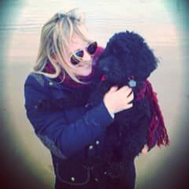 Bella_Cockapoo's tweet image. 