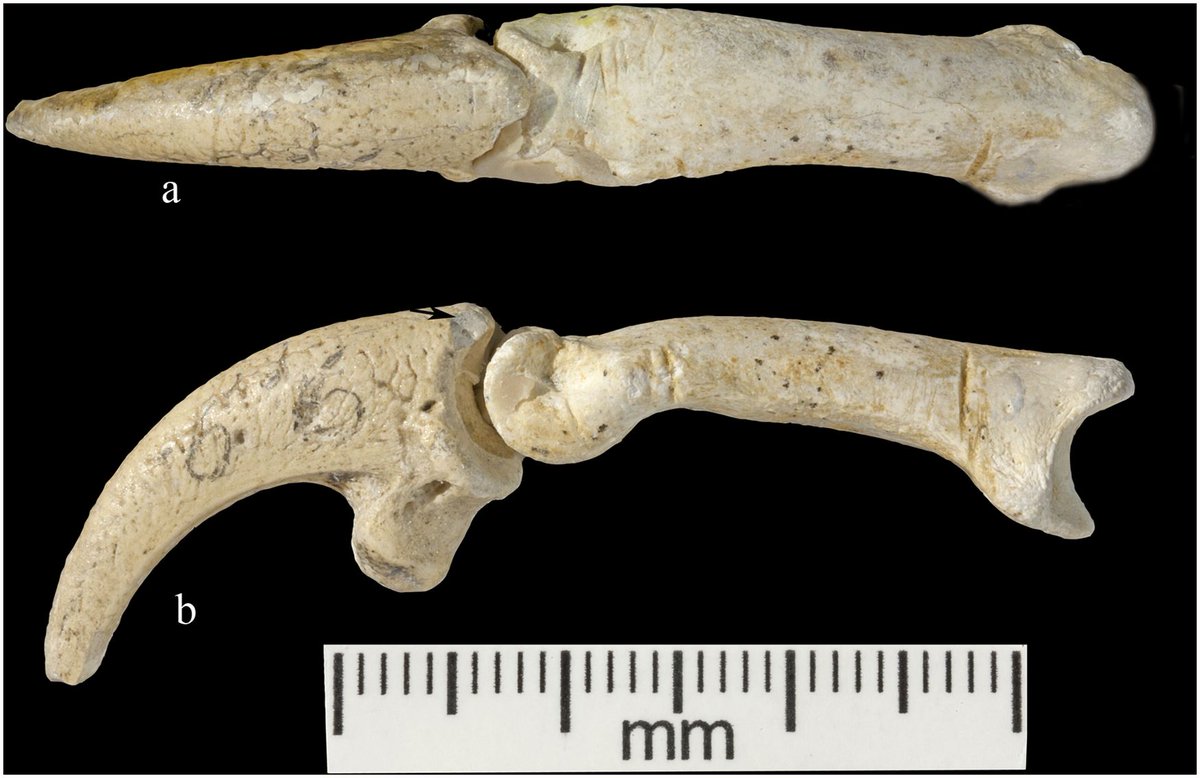 neandertales neandertales