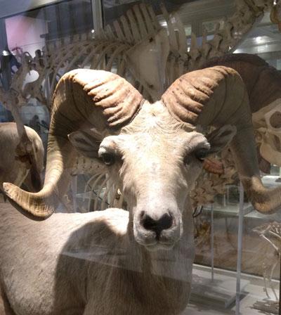 vcuanthprof's tweet photo. #LetsGoRams MT @HarvardMuseums: When running at top speed of 20mph,  bighorn sheep can do a lot of damage. #2015MMM http://t.co/uVWXiTDcr7