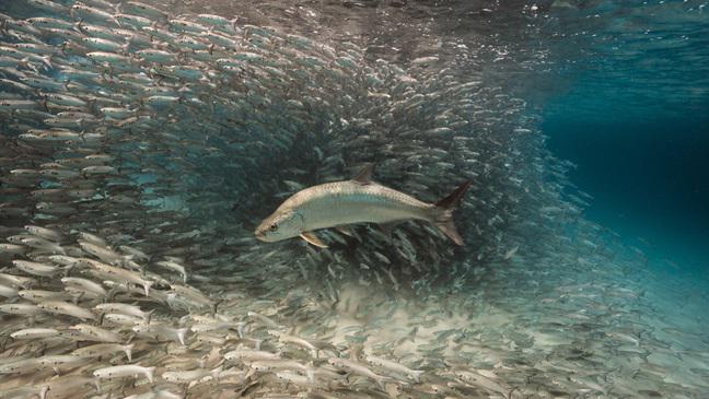 A swing & a miss for this tarpon! More stunning underwater photos: ow.ly/K7F3z  #FloridaOceansDay