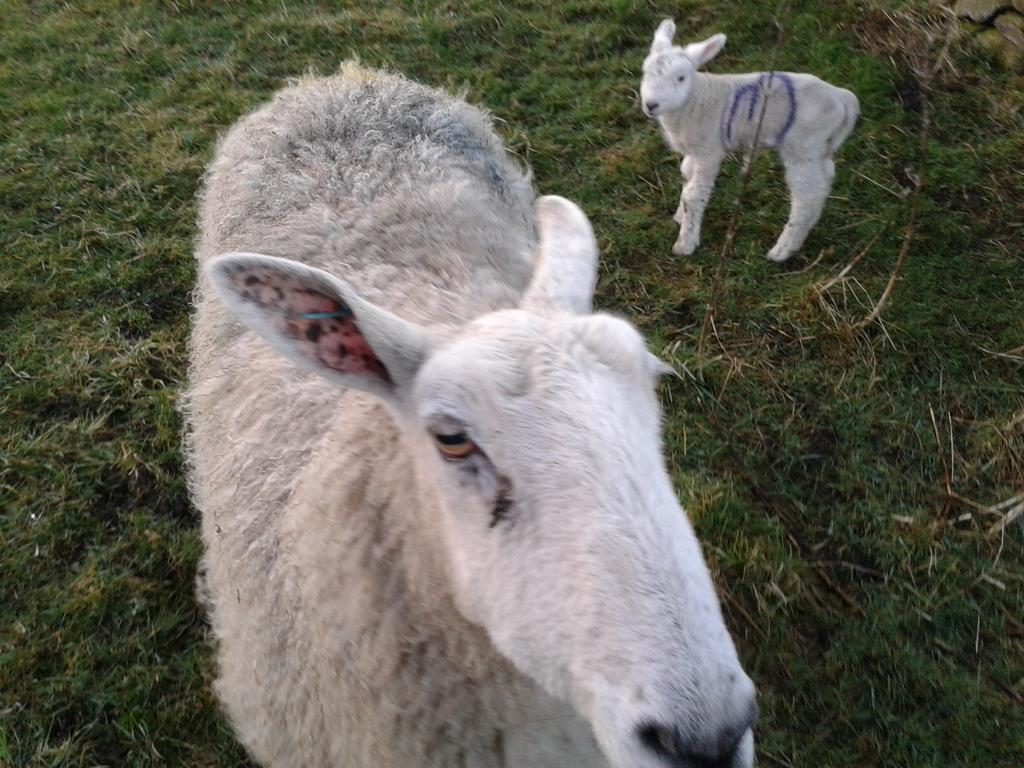 mary_wilko's tweet photo. Molly brought son no. 1 to meet me.....forgot about no. 2 food on her mind #pet #lambinh http://t.co/hIE5iMH8SF