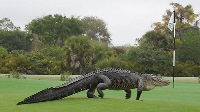 GOLF_com's tweet photo. So you see this alligator on a golf course...what do you do? http://t.co/kY5xnn5ZhL http://t.co/KGKUaH9GHF