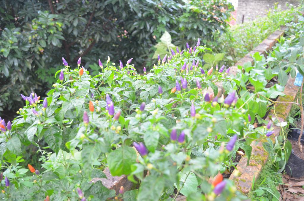 Keren kak "<a href="/BowChil/">BowChil Himawipa IPB</a>: Si Pelangi tumbuh subur 😍 <a href="/soloberkebun/">Solo Berkebun</a> <a href="/IDberkebun/">Indonesia Berkebun</a> <a href="/forumwacanaipb/">Forum Wacana IPB University</a> <a href="/IPBberkebun/">IPB Berkebun</a> @HimawipaIPB "