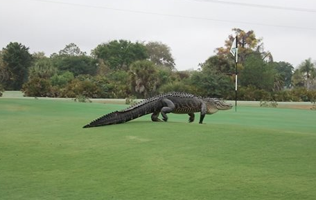 ValSardin's tweet photo. Si je vois ça pendant ma ronde de golf, je pars en courant! #Floride #Alligatorgéant #What? http://t.co/8QYHDKlQ4Q