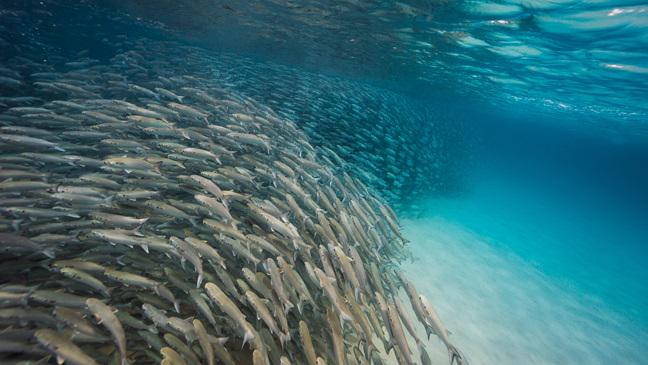 MT Protecting #ocean  #ecosystem #sustainability #Florida ow.ly/K7DeM #FloridaOceansDay  @pewenvironment RT