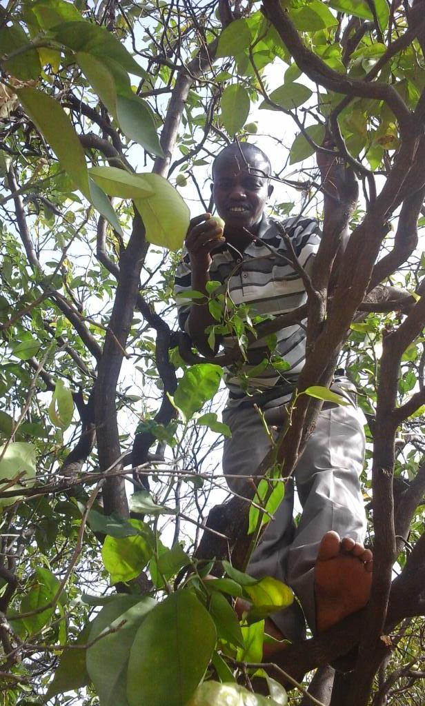Vincentkimosop's tweet photo. Harvesting season http://t.co/mnkRoJfoI1