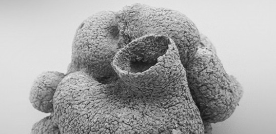 Meet the world’s oldest sponge, revising the timeline of animal evolution buff.ly/1wXDZ8P
