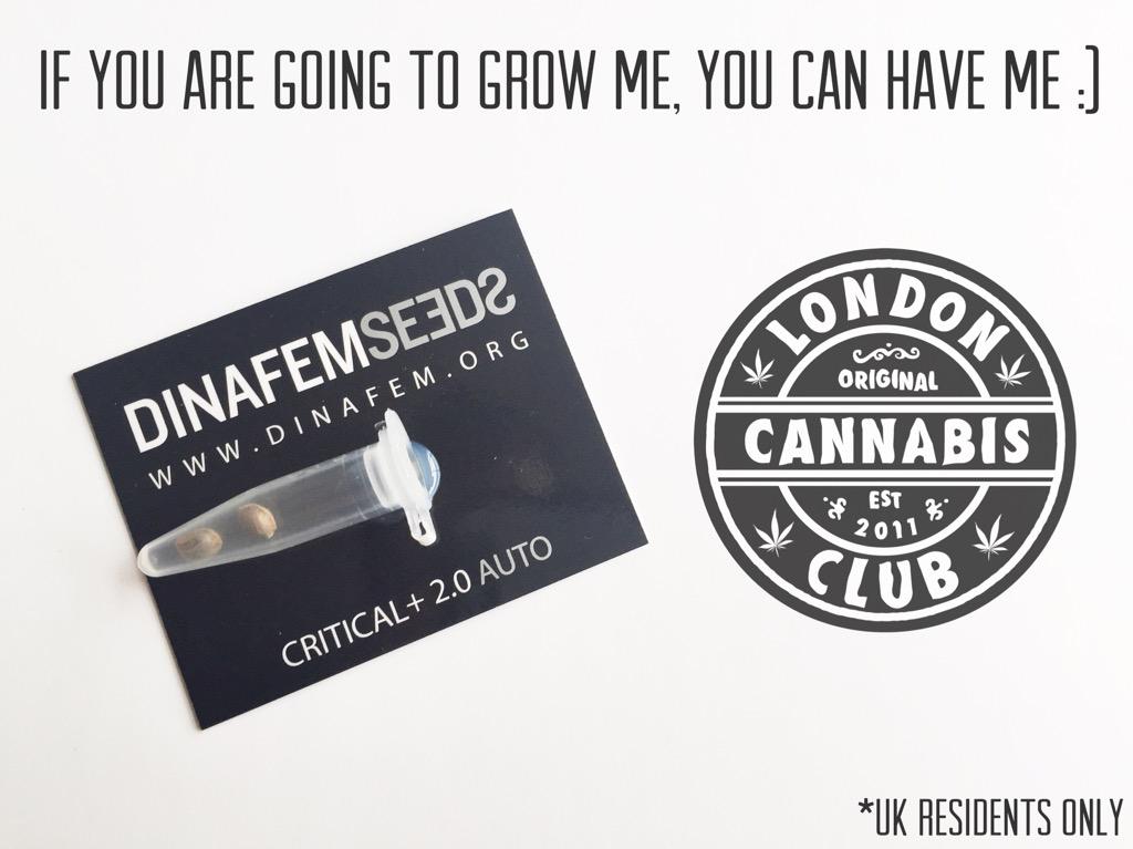 LondonCannabis's tweet photo. Win these seeds just retweet saying 'Give me those seeds Orson' and we will pick a winner. UK only http://t.co/MORvOizOW2