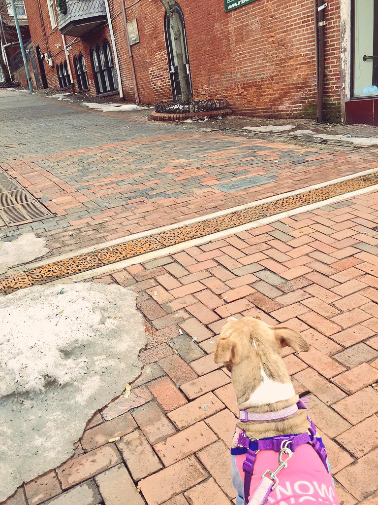 #artisticdog #BridgeStreet #exploring #pitprincess #brickeverywhere #afternoonstroll