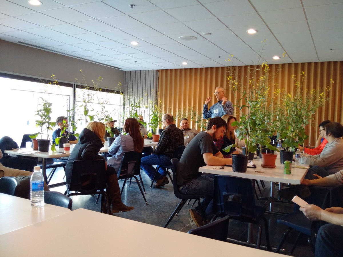 BrackenreedCCC's tweet photo. Murray Hartman explaining what can cause pale #canola flowers at #canoLAB15 @CanolaWatch http://t.co/creV2pM58N