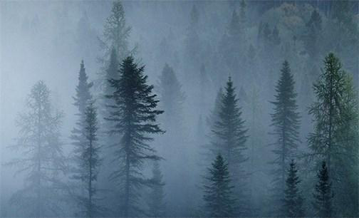 PhotographyTalk's tweet image. Nice depth in this image from the layering and fog. See it up close here: photographytalk.com/photos/308298