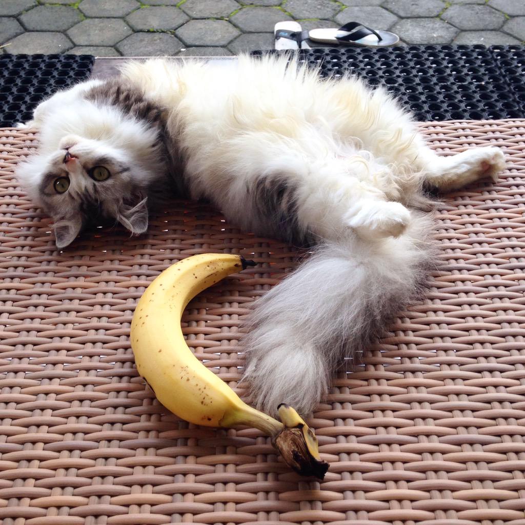 Selamat pagi dari George Wallace!!