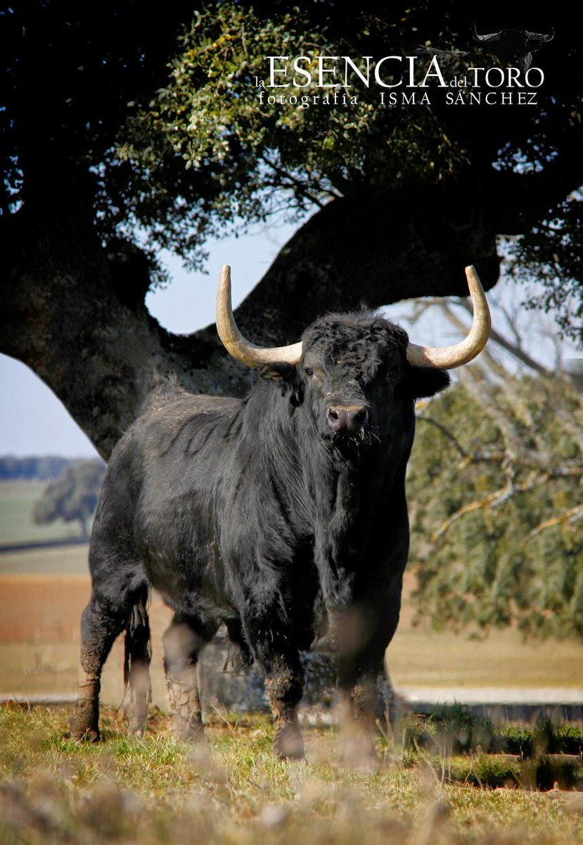 "Valdefresno; bravura infranqueable" ya disponible en nuestro blog. Disfrutadlo laesenciadeltoro.blogspot.com.es/2015/03/valdef…