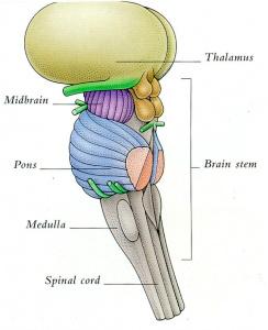 brain thalamus stem brainstem parts anatomy nerves cranial part human mccabism physiology ron transplant diagram clipart system medulla pons spinal