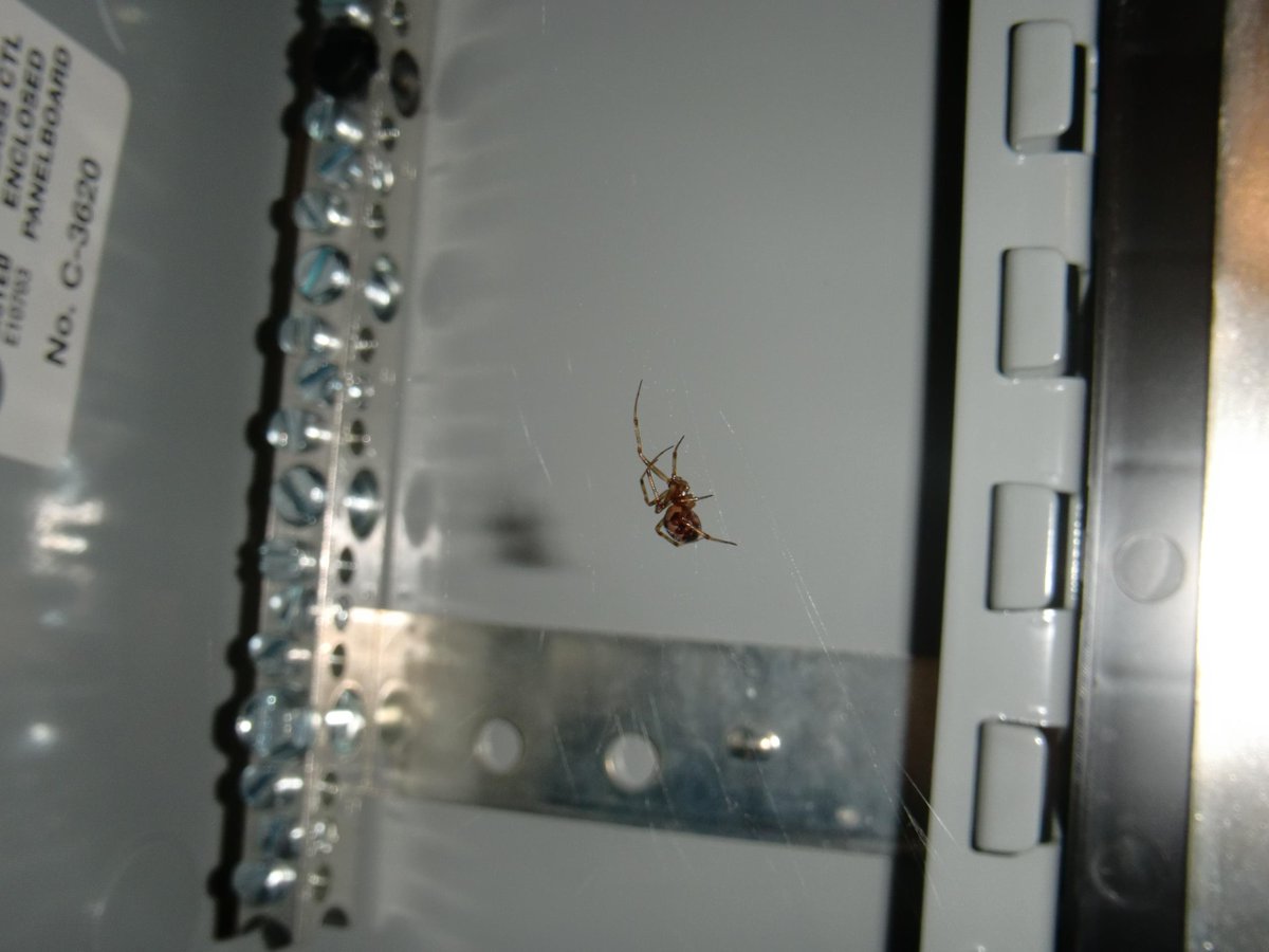 ActionInspec's tweet image. this black widow spider had a clean web and was looking hungry! No reason to inspect further....