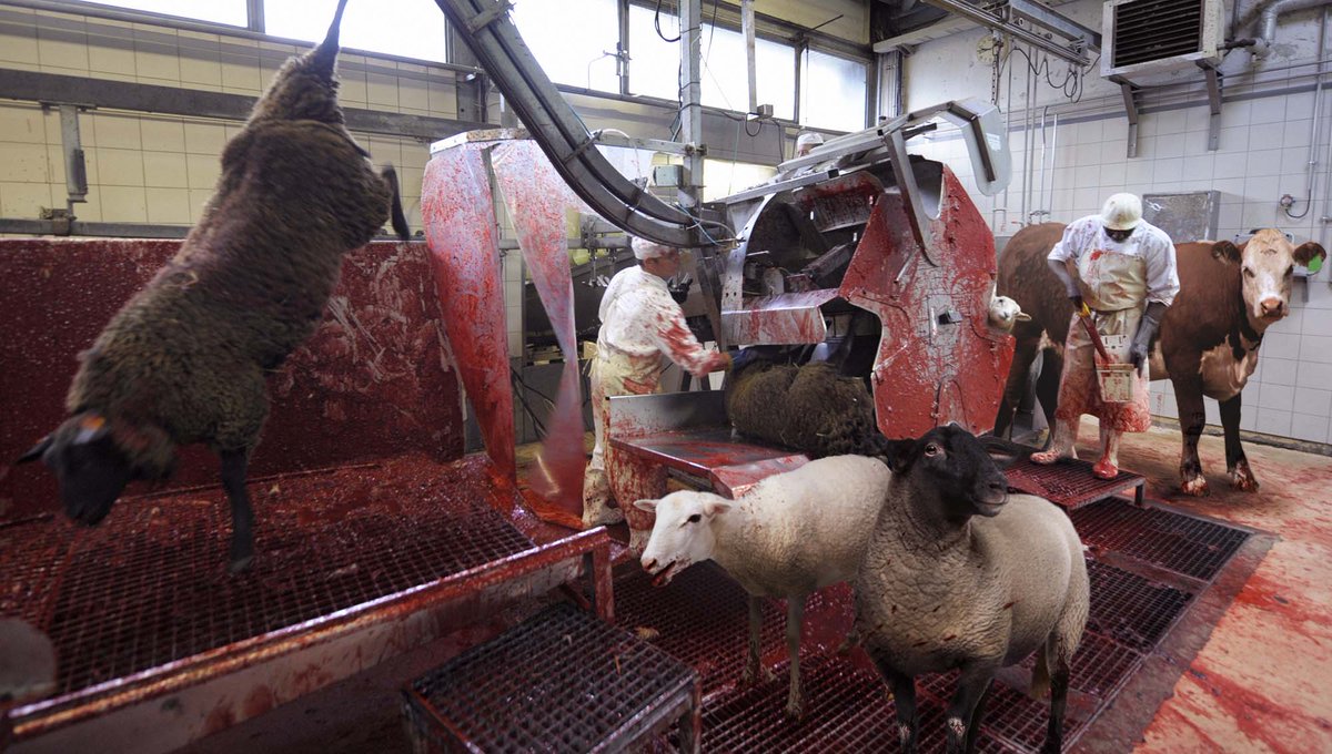 TheOnion's tweet photo. New Free-Range Slaughterhouse Allows Livestock To Roam Freely On Killing Floor http://t.co/7KisKcmhsr http://t.co/GNM0j3L9Zn