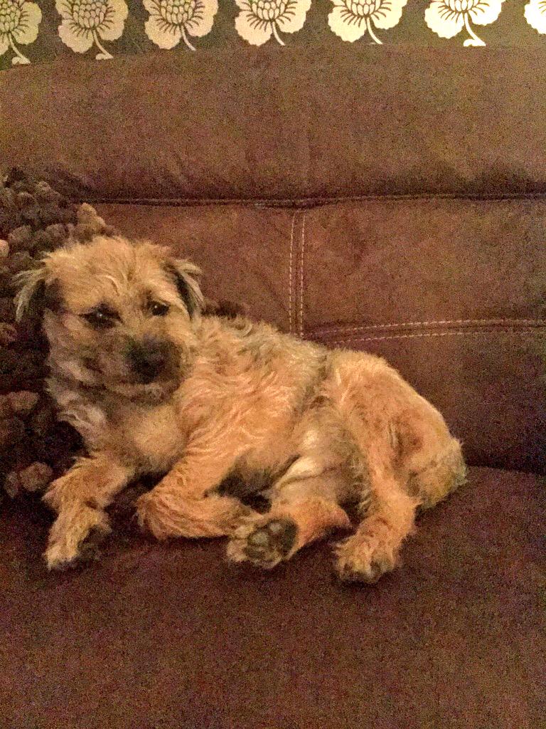 MonseyAndy's tweet photo. What makes you think #bobstar hates having his photo taken! He's off to #caninedesign Sat for a pamper👍🐻 http://t.co/eUtBXTVcB6