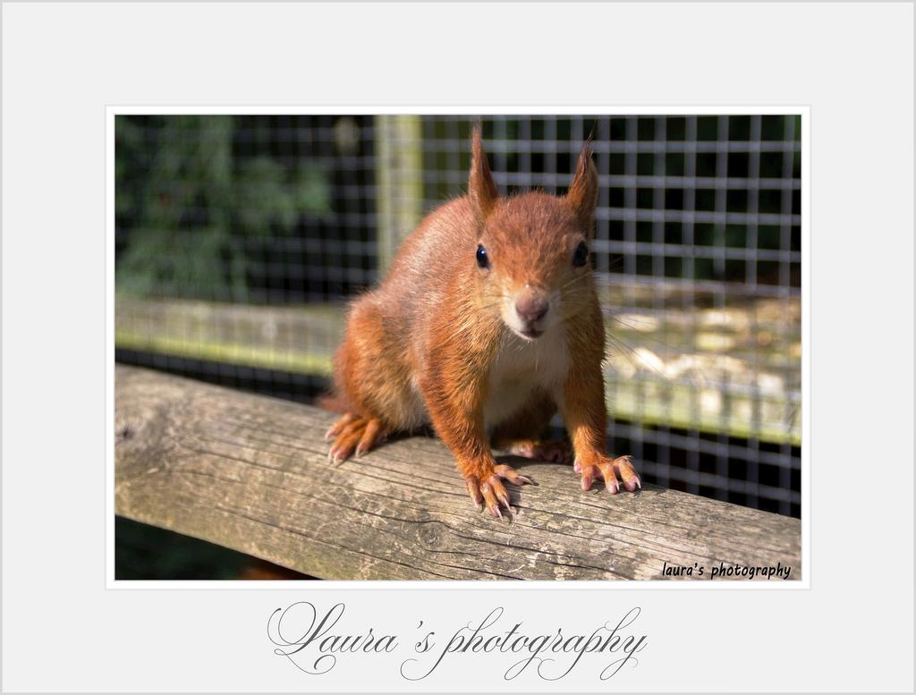 #photography #wildlife #redsquirrel #britishwildlifecentre @BWCtweets @AP_Magazine @Photomonthly @WildlifeMag