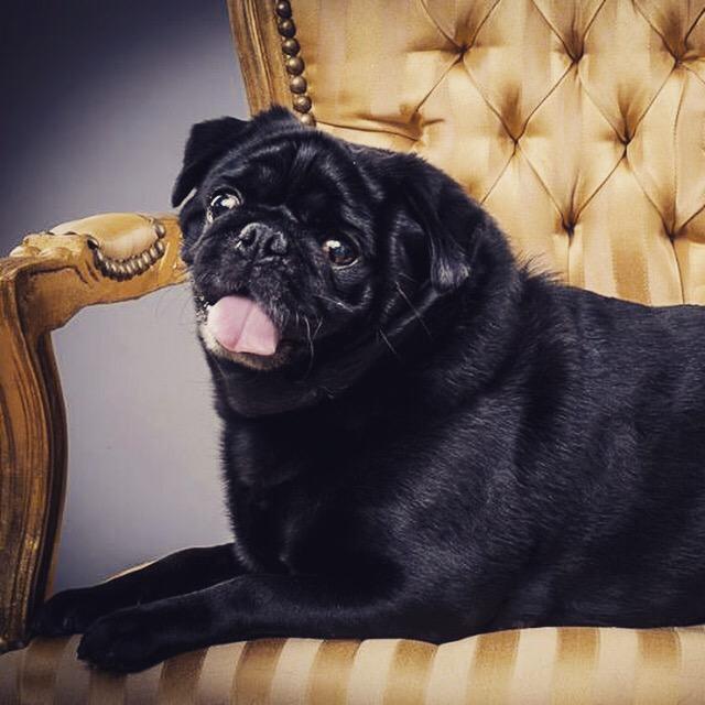 johnthomas32's tweet image. This is little Rocco, he just loves photoshoots #pugchat #pugsofinstagram
