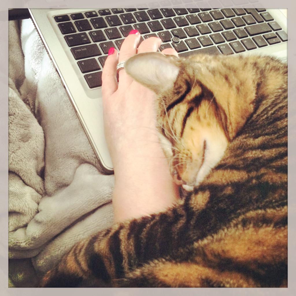 ToygerWoody's tweet photo. 🐯 Why do these hoomans work so hard???? #CatsLife #Toyger http://t.co/3E8XUFyZov