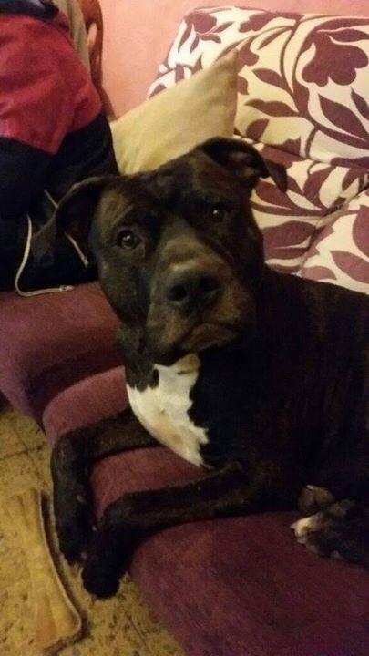 MELAMPOSANROQUE's tweet photo. Turca tiene 7 meses y su familia no puede hacerse cargo de ella. Necesitamos adopción o acogida para esta belleza. http://t.co/zJcAUmm1Gt