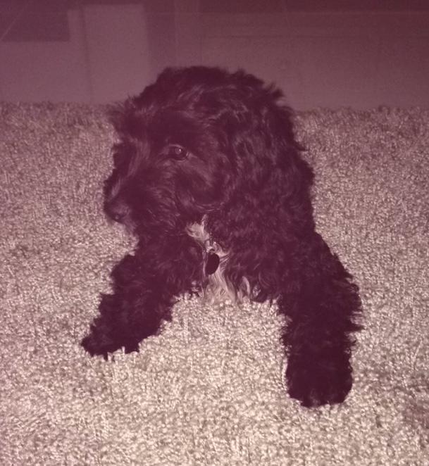 EllieCroucher's tweet photo. Love my little fella💙 http://t.co/G57bX6AxnM