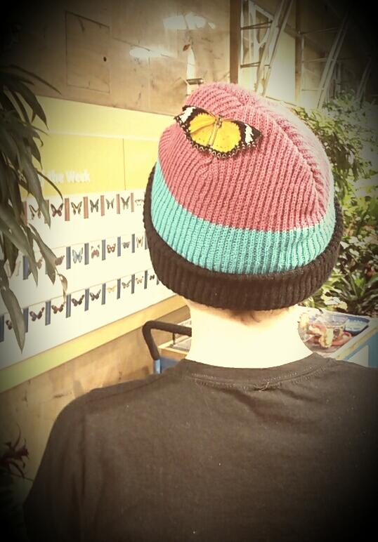 Butterfly exhibit at the Smithsonian #butterfly #beanie