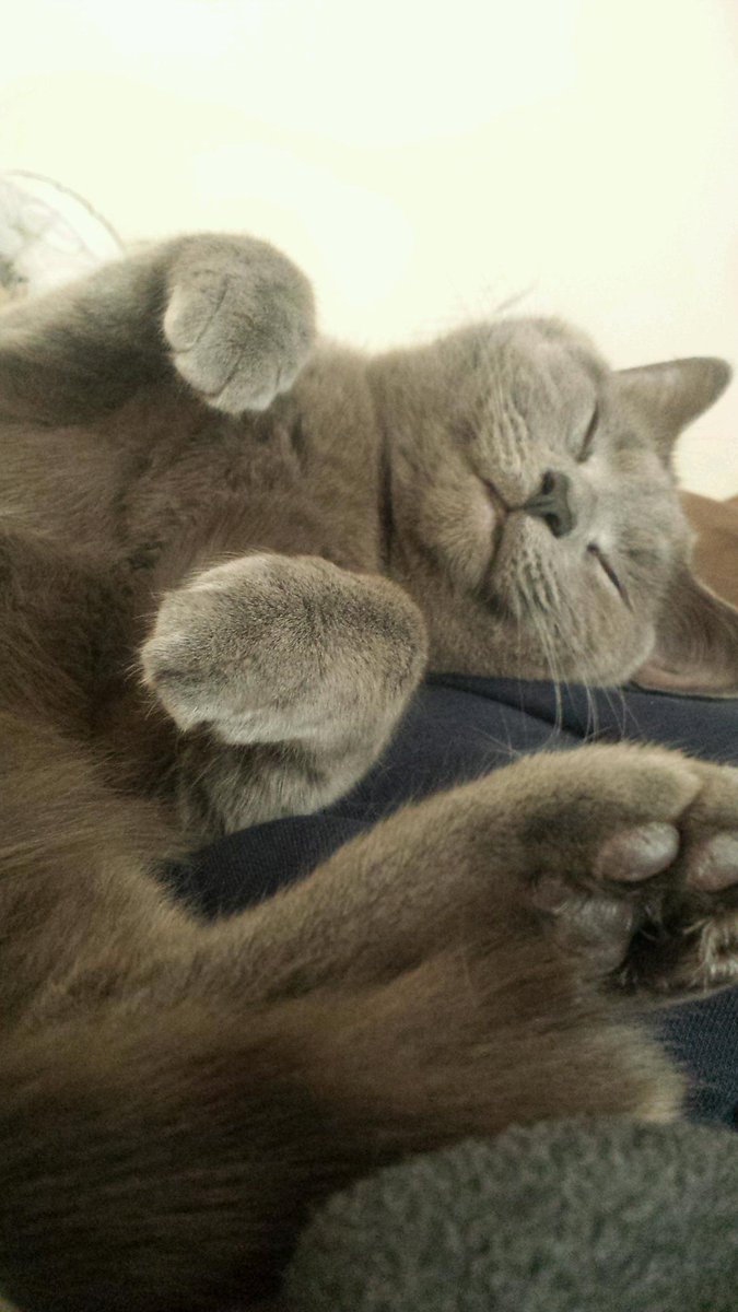 Being a hooman is overrated #CasperCat