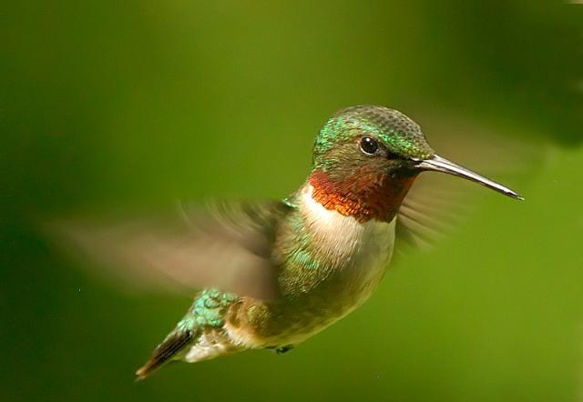 The heart of the hummingbird in a minute can beat up to 1,200 times. How many times your heart beats for him or her?