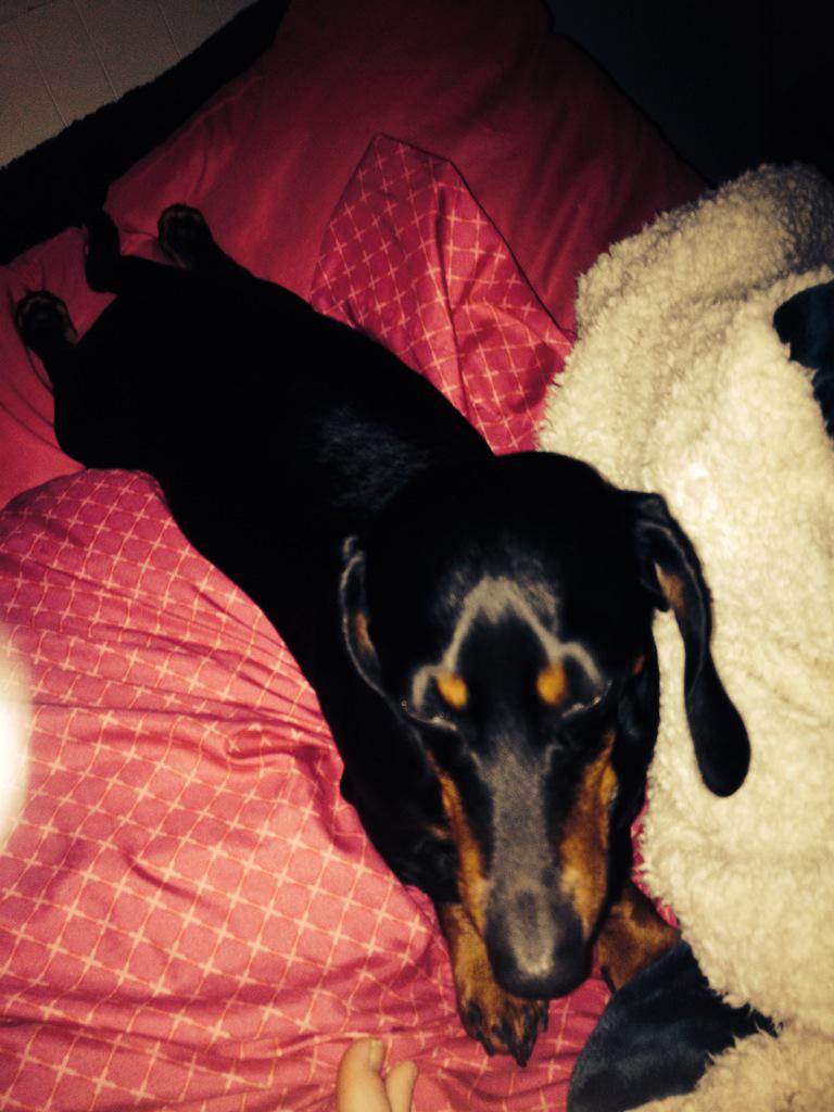 allipaige_'s tweet photo. so.. this is my dog, why not?😂💘 http://t.co/XWiSgL00ly